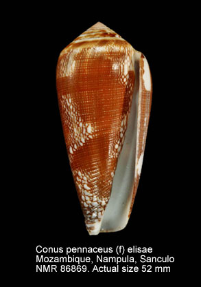 Conus pennaceus (f) elisae.jpg - Conus pennaceus (f) elisae Kiener,1846
